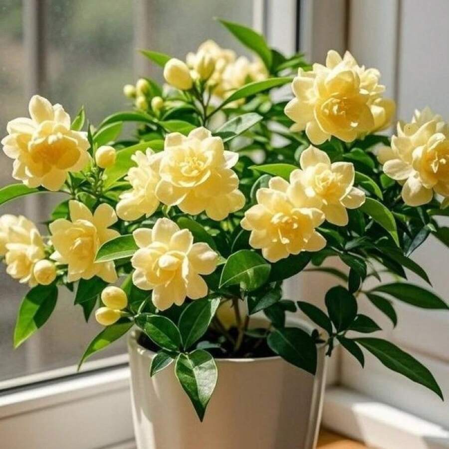 Semi di fiori - Visualizzare 1