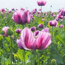 156Pcs Purple Wildflower Seeds - 156 piezas - Ver 2