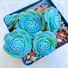 Plant Seeds - View 2