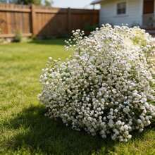 300 Graines de Gypsophile Tendance - Fleurs Délicates, Parfaites pour Bouquets et Pots d'Intérieur, Faciles à Cultiver - Voir 4
