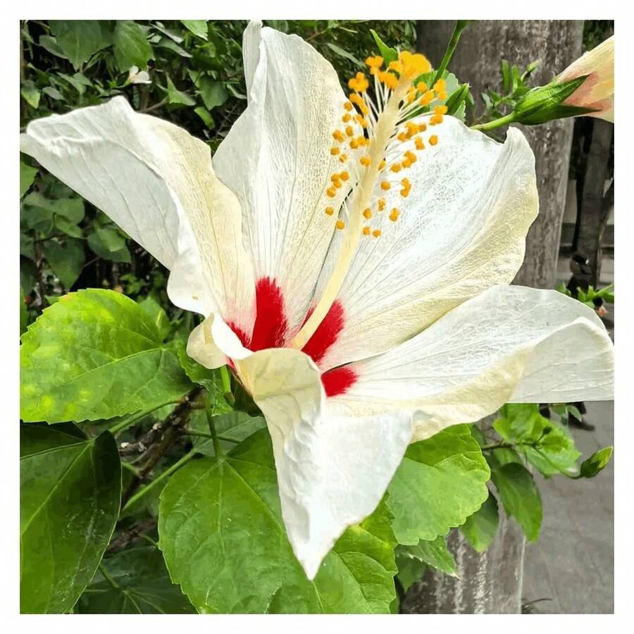 126 Graines de Hibiscus, Fleurs Géantes Pérennes - Voir 1