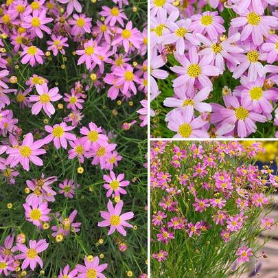 Flower Seeds
