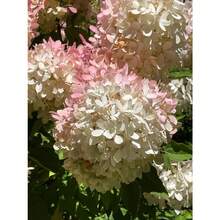 Flower Seeds - View 9