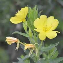 5000 graines d'Oenothera speciosa, une plante vivace utilisée pour la plantation de primevères. - Voir 9