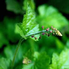 Flower Seeds - View 3