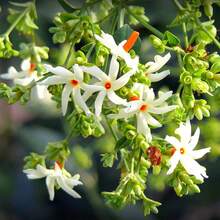 Flower Seeds - View 2