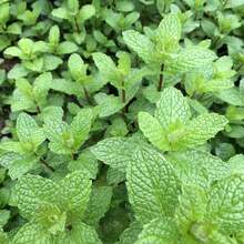 Flower Seeds - View 6