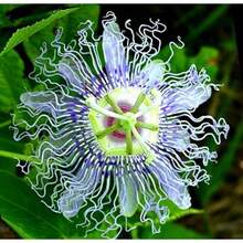 Plant Seeds - View 1