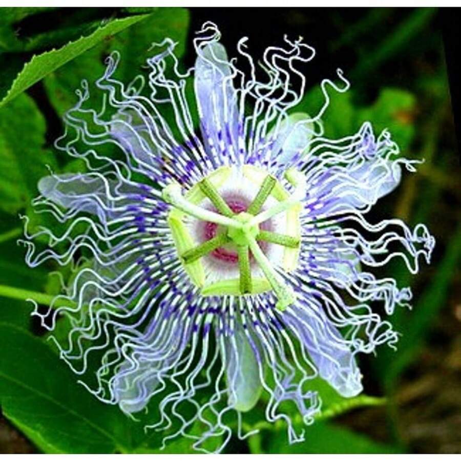 Plant Seeds - View 1