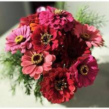 150 Graines de Fleurs Rouges pour un Jardin Vivant et Coloré - Voir 4