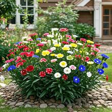 Plant Seeds - View 2