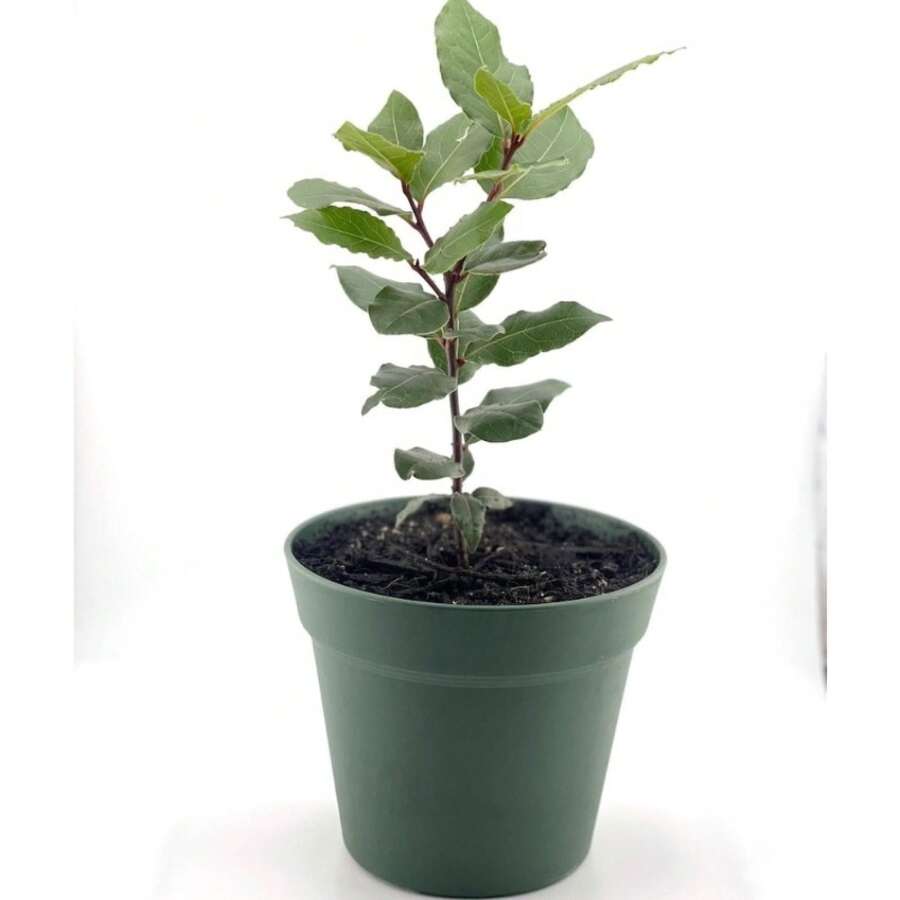 188 graines de plantes, graines de fleurs -- graines de Laurier Nervuré avec feuilles de laurier séchées, Méditerranéen, Laurier Nervuré, Plantes à feuilles persistantes d'intérieur/extérieur, Plantes à feuilles de laurier, Plantes ornementales, Plantes d'intérieur - Voir 1