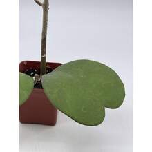 Flower Seeds - View 4