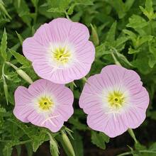 5000 graines d'Oenothera speciosa, une plante vivace utilisée pour la plantation de primevères. - Voir 5