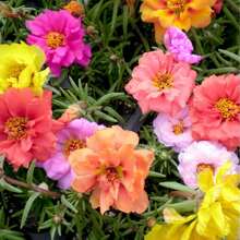 Sementes de flores - Ver 3