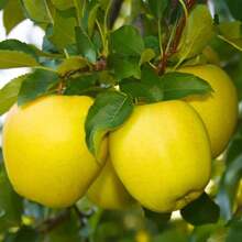 177 Apple Tree Seeds Are Easy To Plant - 177pcs - View 3
