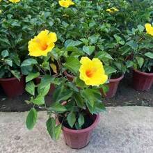 Flower Seeds - View 3