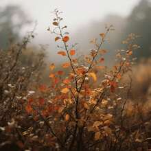 Flower Seeds - View 1