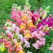 Semillas de flores - Ver 2