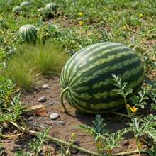 Graines de pastèque de qualité supérieure, 300 pièces, fruit frais et savoureux, idéal pour la plantation sur balcon, dans la cour ou le jardin. - Voir 4