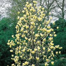 258 graines de plantes, graines de fleurs -- pièces, Graines de Magnolia à feuilles pointues jaunes, Magnolia de montagne, Tulipastra Cordata, un excellent ajout à la barrière d'intimité du jardin. - Voir 6