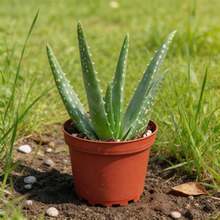 100 Graines d'Aloe Vera pour le Jardinage Domestique, Idéales pour la Plantation sur les Fenêtres et les Balcons - Voir 2
