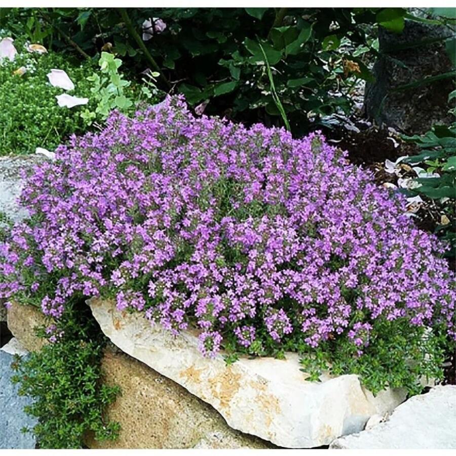 Flower Seeds - View 1