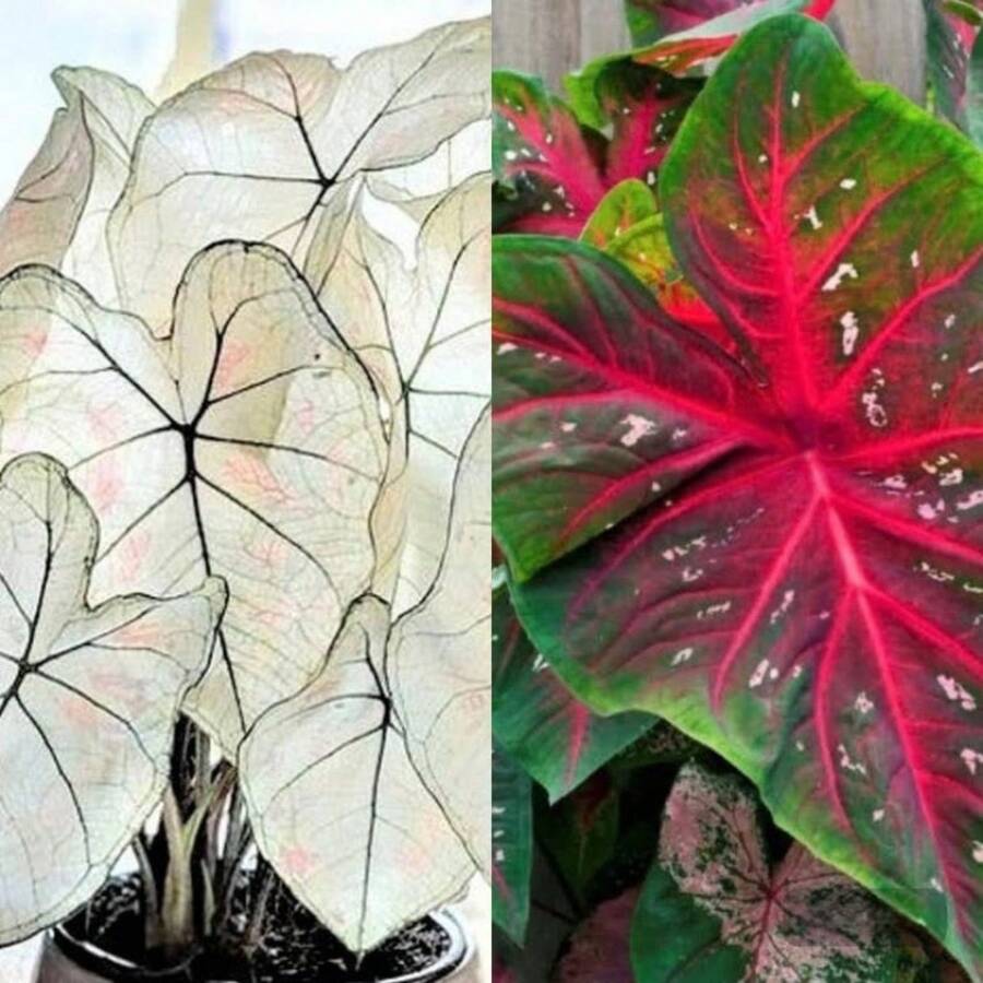 Seeds Caladium Marie Moir And Red Flash Bulbs.One Of Each.A Total Of 2. - 變體1 - 查看 1