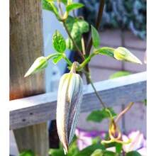 Flower Seeds - View 6