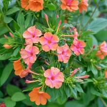 Flower Seeds - View 6