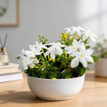 Graines de jasmin faciles d'entretien, 100 pièces, plantes parfumées à fleurs pour la décoration du jardin domestique - Voir 3