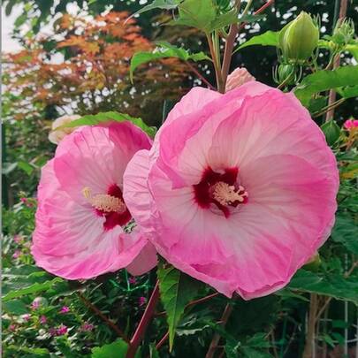 Flower Seeds