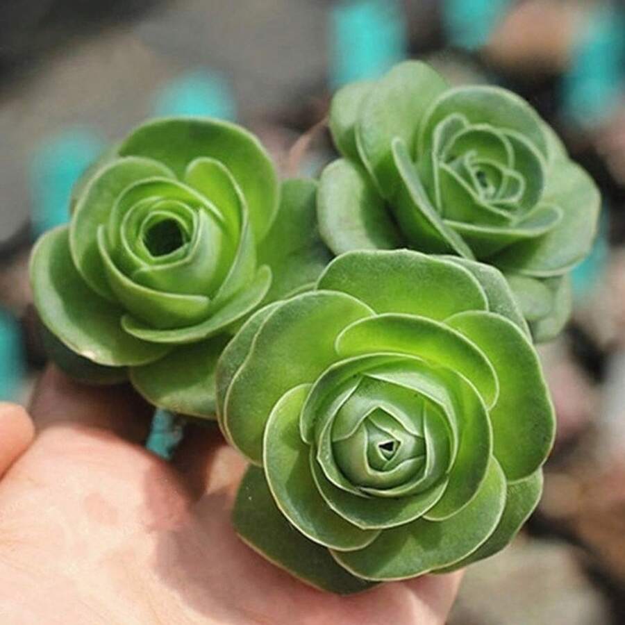 Mountain Rose 300 pièces Aeonia Greenovia Graines exclusives de haute qualité, plantes succulentes, fleurs, Graines exclusives de haute qualité. Idéal pour les jardiniers débutants et comme cadeau précieux pour les petits jardiniers. - Voir 1