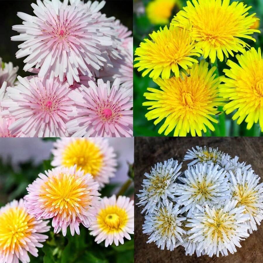 Flower Seeds - View 1