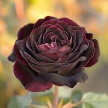 400 graines de rose Baccara noire rare, à fleurs bordeaux veloutées profondes, pièce maîtresse du jardin, fleur unique pour aménagements romantiques - Voir 3