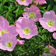5000 graines d'Oenothera speciosa, une plante vivace utilisée pour la plantation de primevères. - Voir 8