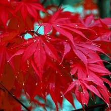 Flower Seeds - View 3