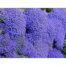 Semillas de flores - Ver 6