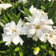 Plant Flowers23P Jasmine Flower For Planting-Non-GMO Jasmine Plant Fragrant Flower Garden Home - 23pcs.seeds - View 3