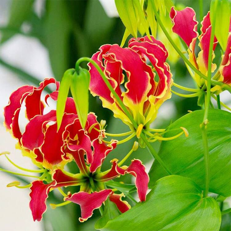 Flower Seeds - Xem 3