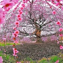 Semi di fiori - Visualizzare 2