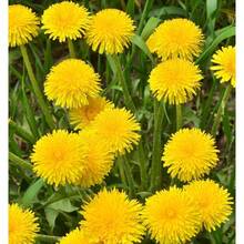 Flower Seeds - View 4