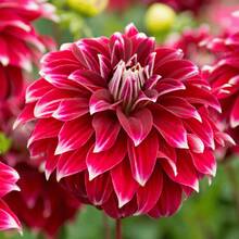 Flower Seeds - View 1