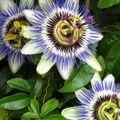 Flower Seeds