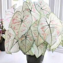 Seeds Caladium Marie Moir And Red Flash Bulbs.One Of Each.A Total Of 2. - 變體1 - 查看 8