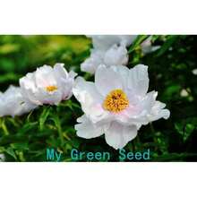Plant Seeds - View 1