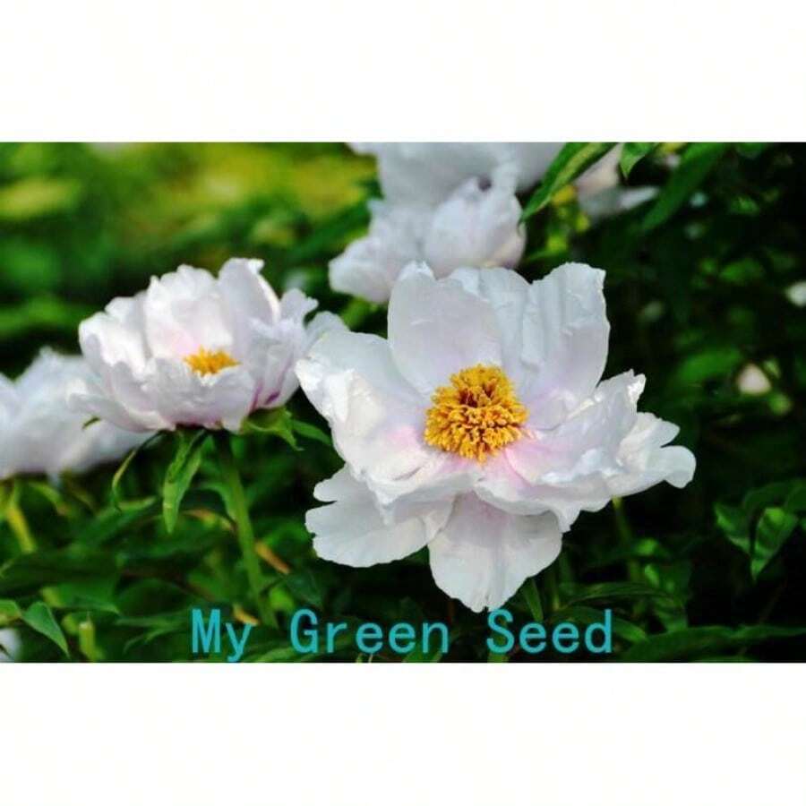 Plant Seeds - View 1