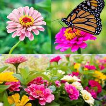 774 graines de chrysanthème de haute qualité - une variété hybride de fleurs coupées résistante à la chaleur et à la sécheresse, créant un splendide jardin estival - Voir 2