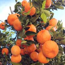 464 Pcs Seed, Mandrin Orange Citrus Reticulata Fruit Tree Seeds For Planting InYour Home Garden-Sweet Ang Juice Fruit - 464 piezas - Ver 1