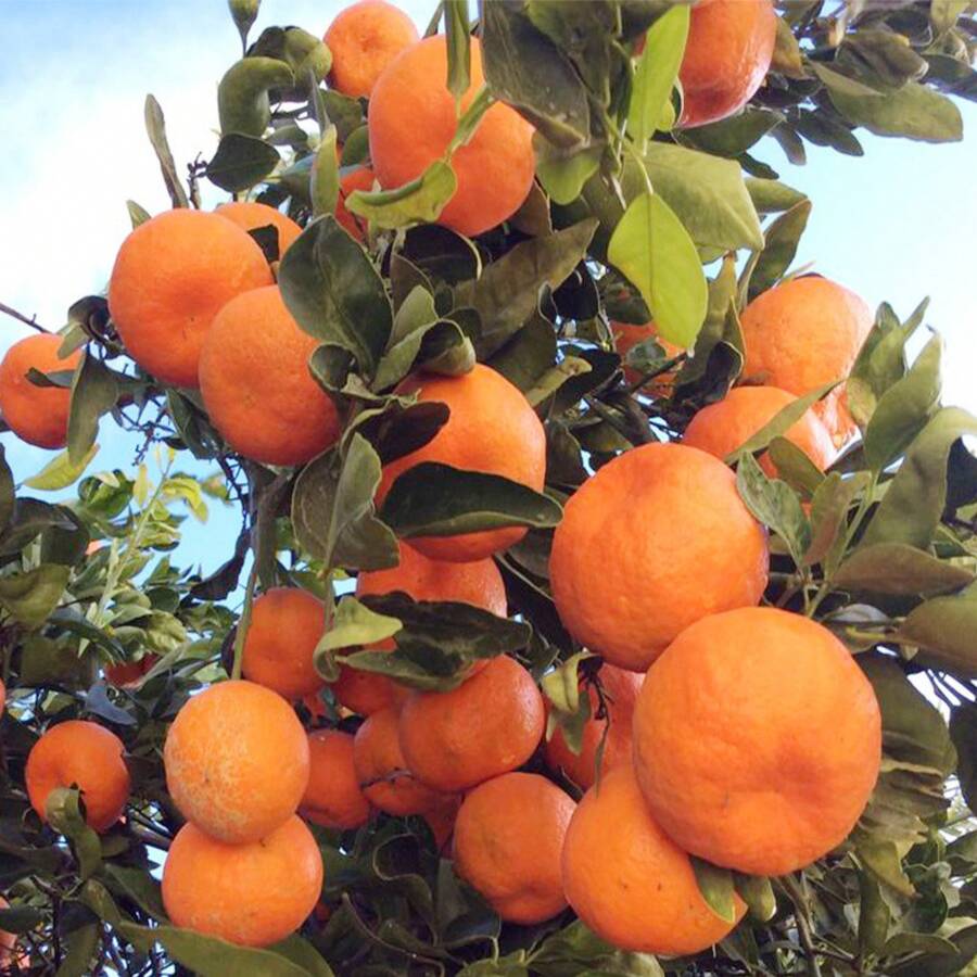 464 Pcs Seed, Mandrin Orange Citrus Reticulata Fruit Tree Seeds For Planting InYour Home Garden-Sweet Ang Juice Fruit - 464 piezas - Ver 1